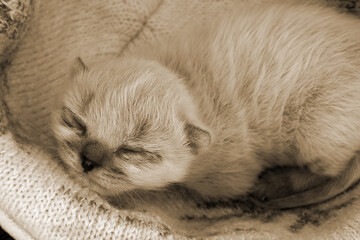 Fototapeta na wymiar Adorable baby kitten