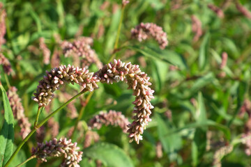 Meadow. Pink wildflowers.