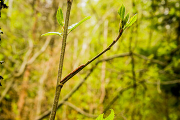 a small insect masked on branch on young tree in the forest