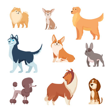 Dogs breeds. Funny true and faithful animals playing in various poses cartoon puffy puppy poodle bulldog dachshund exact vector illustrations collection