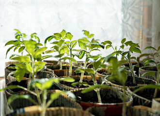 Seedlings of tomatoes and peppers in hand made paper cups from old newspapers on window, growth and development of plants, growing vegetables, eco concept, eco friendly, zero waste, gardening, sprouts