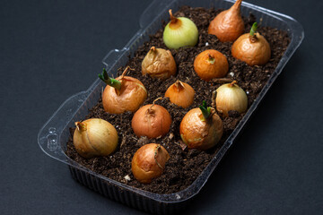 Growing onions in a plastic container. Recycling of plastic products. Kitchen garden in the apartment. Onion on a black background