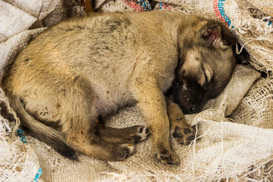 Close-up Of A Small Puppy Dog Sleeping On Rough Burlap