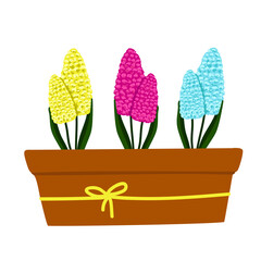 Set of yellow,blue and Purple-pink Hyacinthus in a pot, beautiful spring flowers in a brown pot, a gift for Womens Day, vector illustration in cartoon style, flat, hand draw.