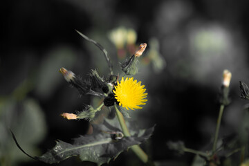 flores primavera