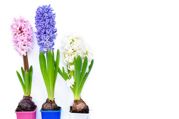 Naklejka na ściany i meble Vibrant multicolored hyacinth spring flowers on white background with space for text. Top view