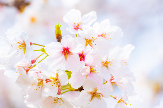 【春】桜の花　和風