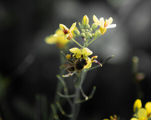 abeja y flor