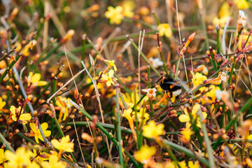 Small yellow flowers growing in the meadow, floral background.