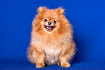 Obraz premium A very nice red Pomeranian doggy on blue background in a studio.