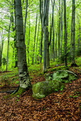 a landscape of forest in ukrainian carpathian mountains, national park Skolivski beskidy, Lviv region of Western Ukraine