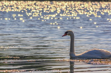 White swans with small swans on the lake