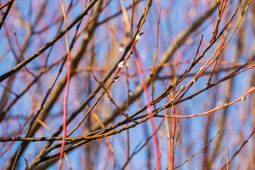 Pussy-willow branches against the blue sky. Spring atmosphere and Easter holiday