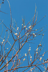 Easter or Spring background with flowering willow branches against blue sky in sunlight