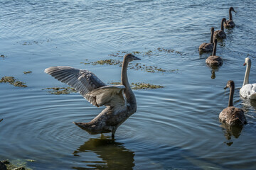 White swans with small swans on the lake
