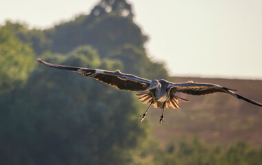 Purple heron ardea purpurea wild bird flying over river bank in marshland wetlands. Via Pontika - Burgas, Bulgaria