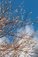 Pussy-willow branches against the blue sky. Spring atmosphere and Easter holiday