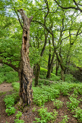 Deciduous forest, Little Carpathians, Slovakia