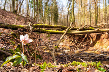 Naturbelassener Ankerbach im Naturpark Siebengebirge bei Bonn