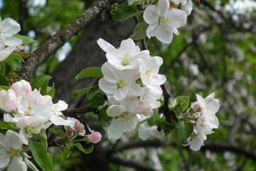 Apple tree flowers. Blossoming apple tree.
