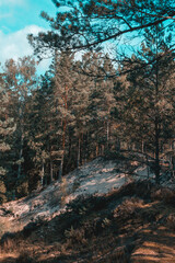 Lush forest by the White Dune in Purciems in Latvia