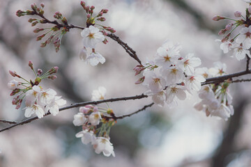 サクラ　ソメイヨシノ