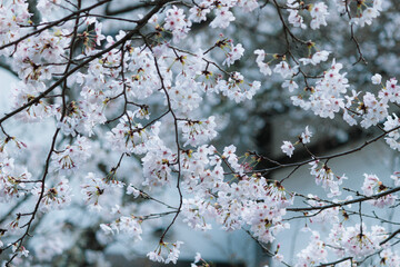 咲き乱れるサクラ