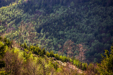 Carpathian landscape of the mountains and forest, national park Skolivski beskidy, Lviv region of Western Ukraine