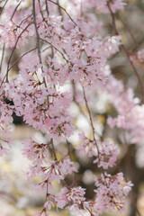 満開のシダレザクラ（縦）