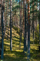 Fototapeta premium Beautiful pine tree forest with sunshine coming through the trees