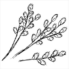Three black and white grunge contour willow branches with catkins-flowers. Simple rough sketch of a spring plant