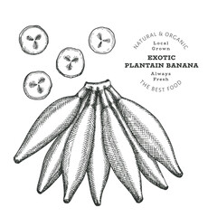 Hand drawn sketch style plantain. Organic fresh food vector illustration isolated on white background. Retro exotic fruit illustration. Engraved style botanical picture.