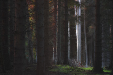 Fototapeta premium Enchanting dappled light in a moody, atmospheric forest woodland at Kinclaven, Perthshire, Scotland.