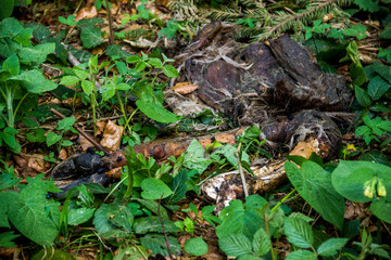 close-up of a deer carcass remains in the forest