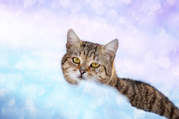 Portrait of a cat walking in the deep  glitter snow in winter. Gradient color