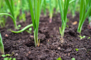 Green onions in the garden, on a summer day. Agriculture. 