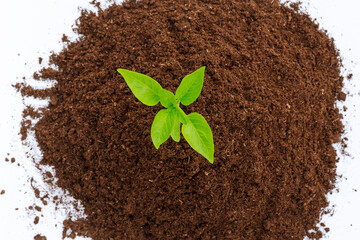pepper planted in the ground on a white background