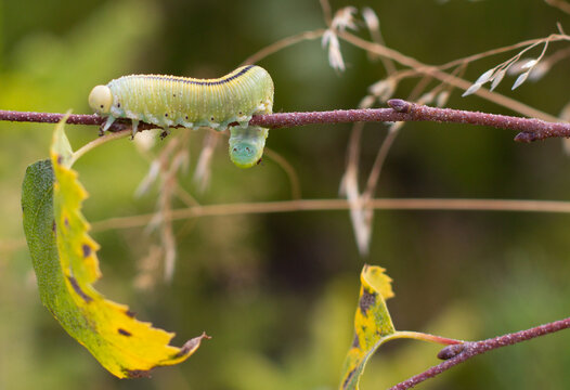 Cimbex femoratus, the birch sawfly caterpillar. GREN LARVA