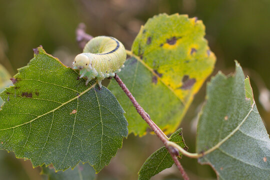 Cimbex femoratus, the birch sawfly caterpillar. BIG LARVA