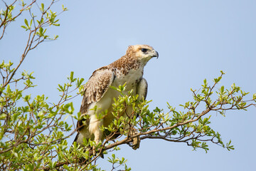 Juvenile martial eagle sitting in a tree in Sabi Sands Game Reserve in the Greater Kruger Region in South Africa