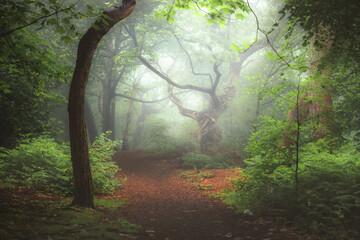 A moody, ethereal lush woodland forest and twisted oak tree in atmospheric misty fog at Ravelston...
