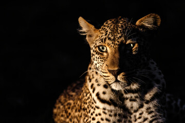 Obraz premium Leopard female resting in the night in Sabi Sands Game Reserve Game Reserve in the Greater Kruger Region in South Africa