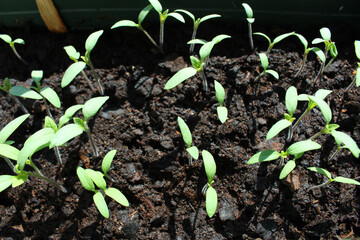 grow tomatoes in pot top view