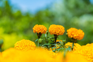 Beautiful orange marigold flowers blooming in the garden with blurred nature background. copy space for text.