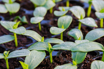 Cucumber seedlings sprout Young green seedlings for planting