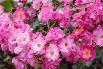 Beautiful blooming decorative pink roses in the park