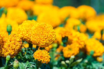 Beautiful orange marigold flowers blooming in the garden with blurred nature background.