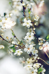 Cherry tree blossoms. White spring flowers close-up. Soft focus spring seasonal background.