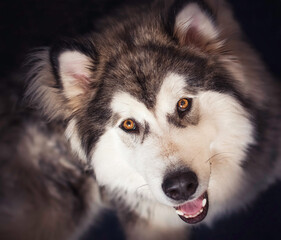 Happy face of Alaskan Malamute teenager. Male dog portrait isolated in dark background. Playful brown eyes and adorable snout of a family pet. Selective focus on the eyes, blurred background.