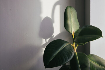 Ficus elastic plant rubber tree in a flower pot by the window with brown curtains. Selective focus with shadow and copyspace